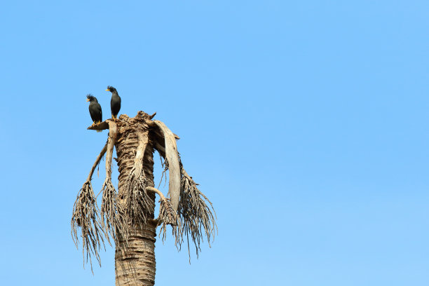 椰树鸟
