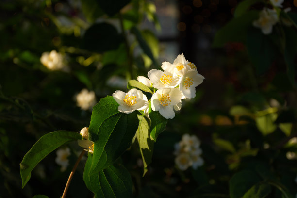 茉莉花树