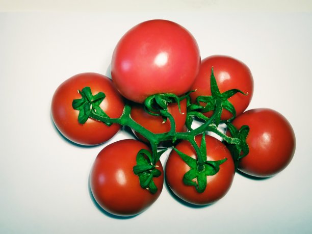 番茄叶片