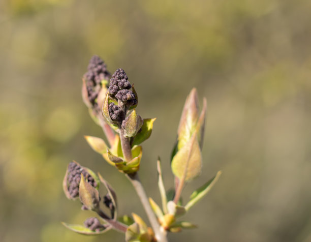 美丽的丁香花