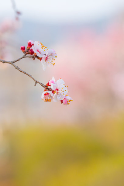 清明节清新海报