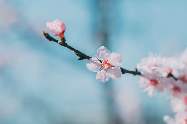 素雅花卉海报