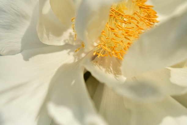 牡丹花特写