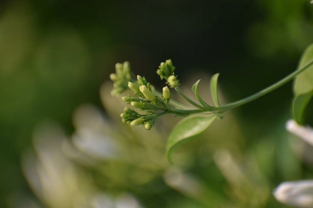 茉莉花素材