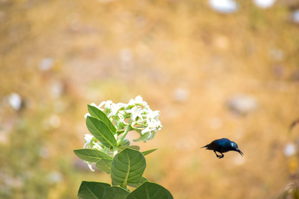 花儿与小鸟