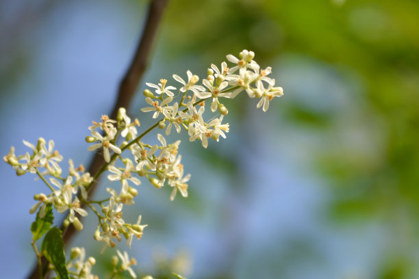 柑橘开花