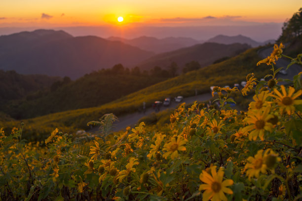 山和小黄花