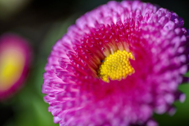 粉色雏菊花