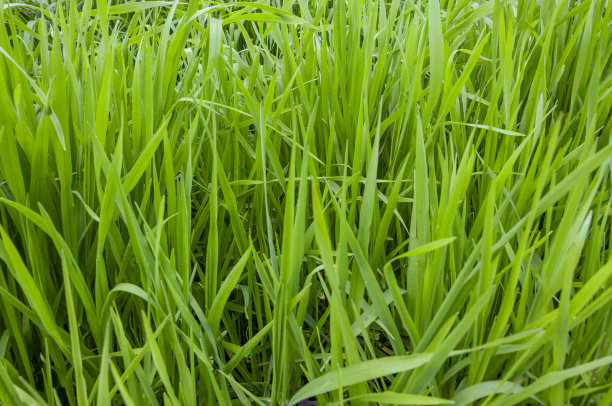 生态草原