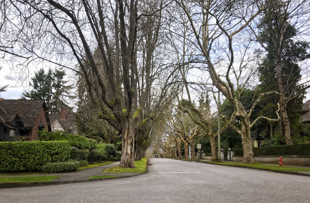 小区绿化景观道路