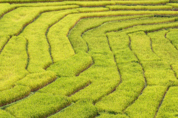 天然食品山村田野风景