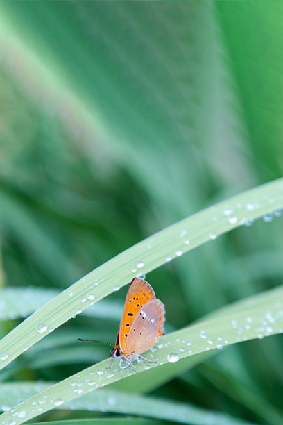 立夏小清新海报