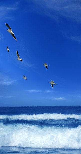 海面海鸥飞翔