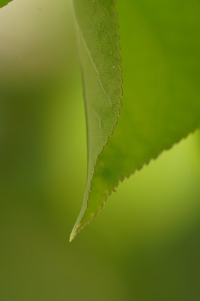 虚化背景的树叶