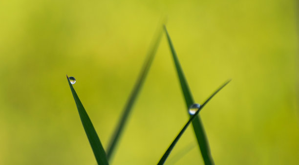 谷雨清爽