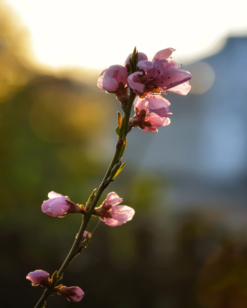 桃花摄影