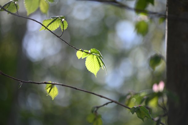 黑茶标志