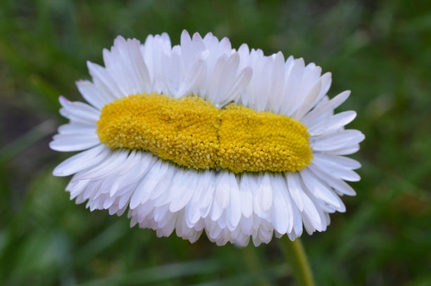 奇异的花