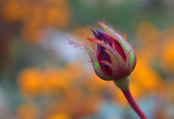 粉色花朵春季春暖花开设计素材