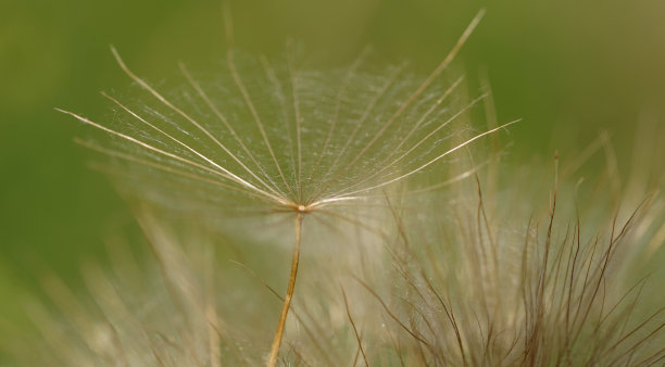 小麦花