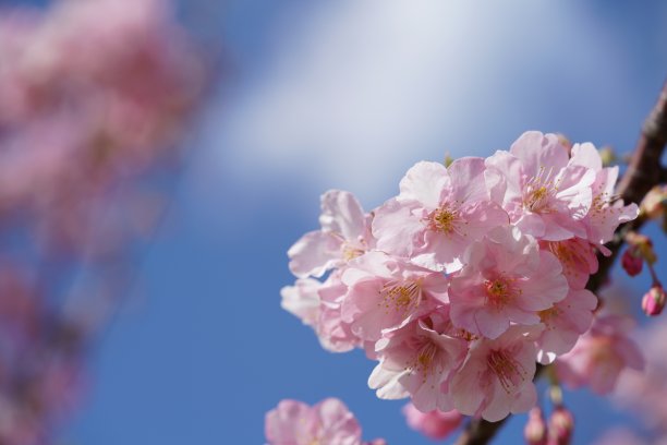 高清春天绚丽粉红色樱花实拍