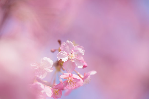 高清花朵背景图片