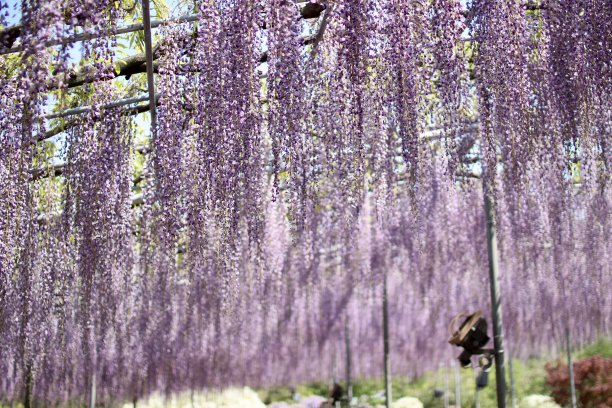 美丽的紫藤