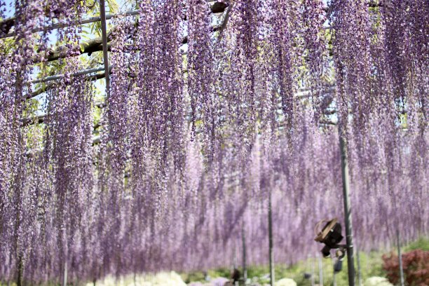 紫藤花朵