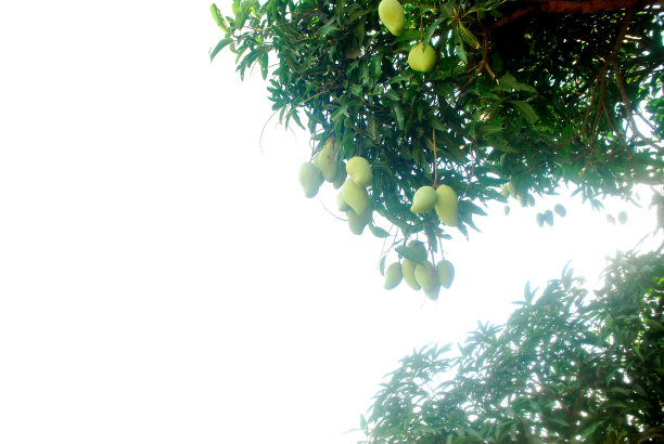 芒果树和芒果