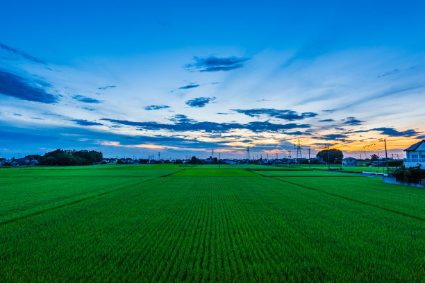 初春稻田