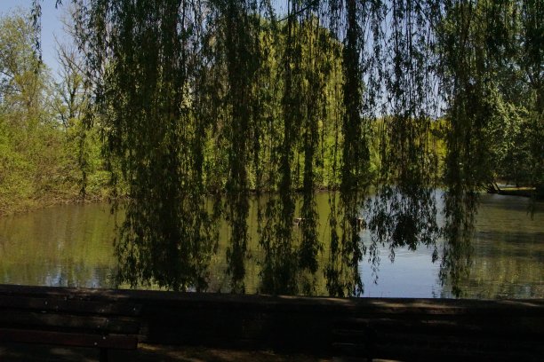 春天的湖边垂柳