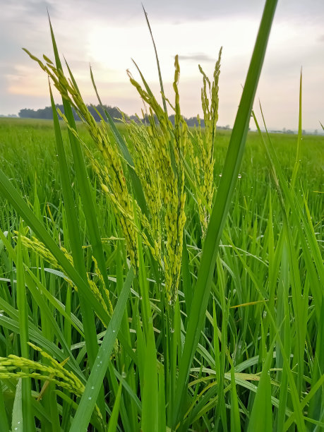 清晨阳光下的稻子
