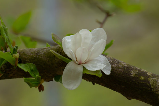 白玉兰苞,望春花苞