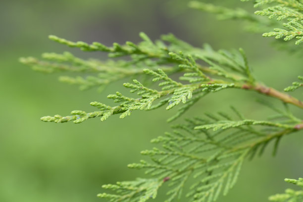 户外,季节,夏天