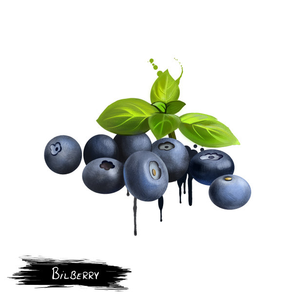 蓝莓插画 水彩蓝莓