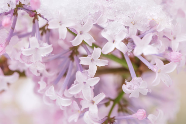 丁香花,春天,花,丁香,花卉