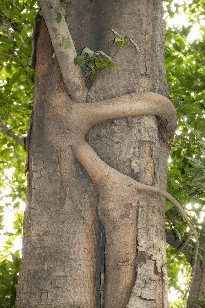 玄幻美幻背景