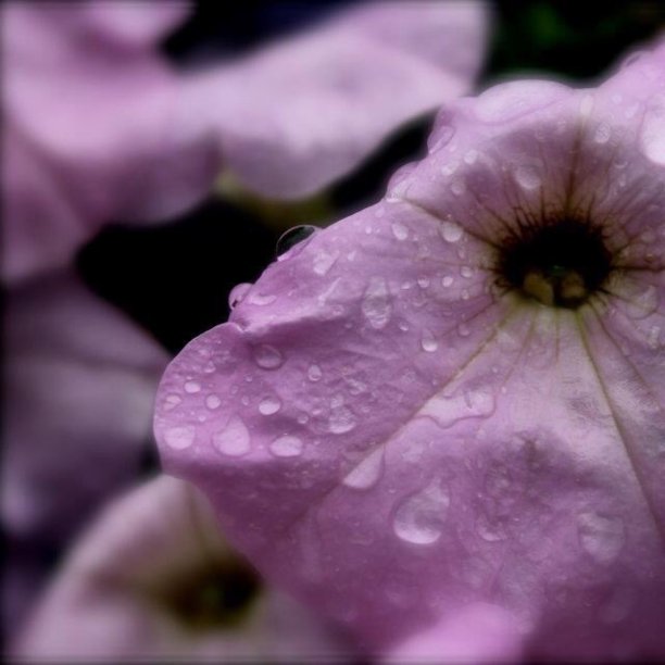 谷雨时节