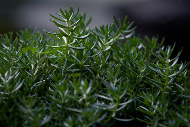 小草 绿植绿色背景 护眼壁纸