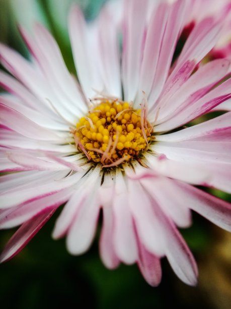 季节,白色,紫色