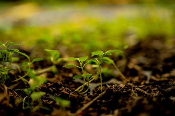 植树造林日