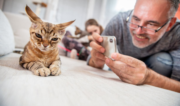 猫开心的表情