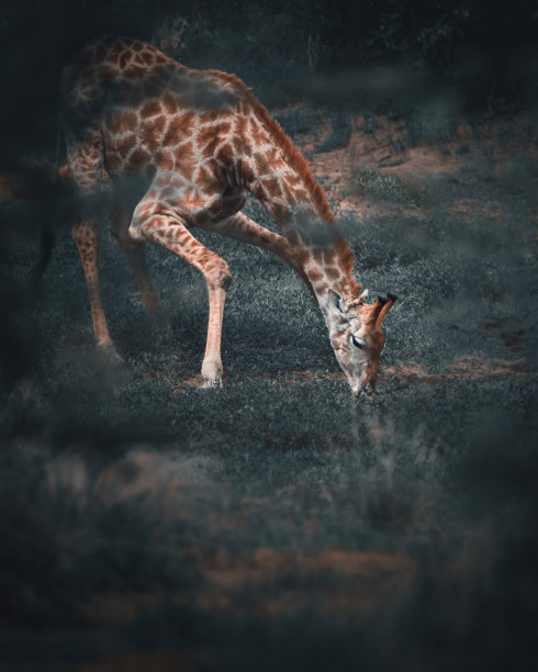 非洲野生动物,坦桑尼亚国家公园