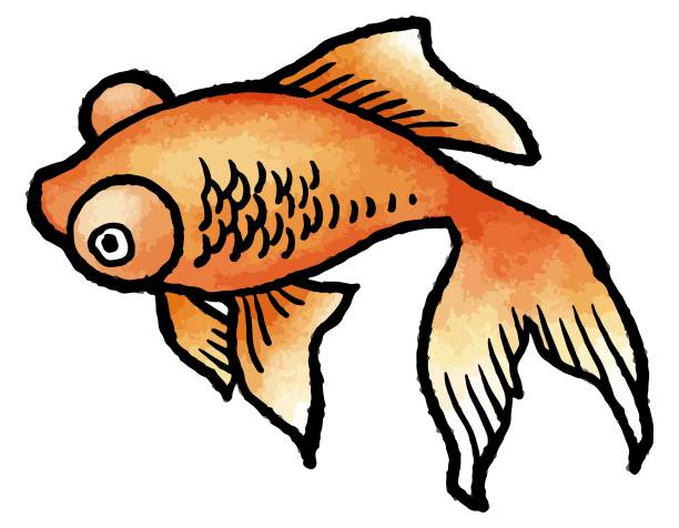 金鱼矢量图插画