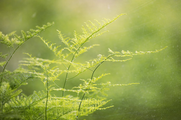 绿草背景