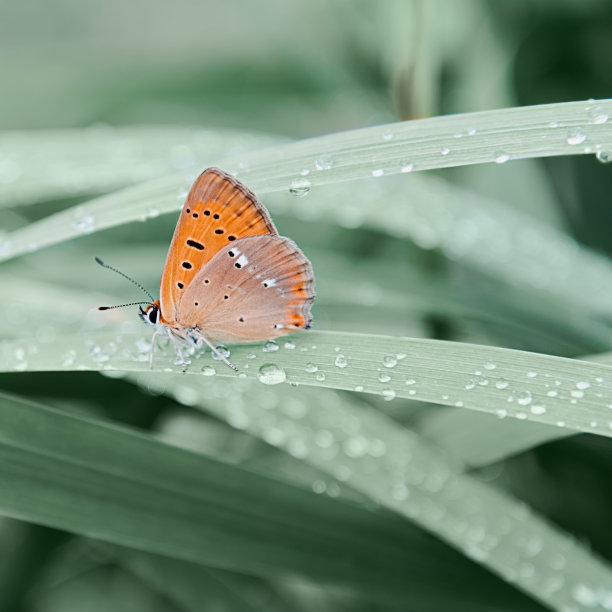 立夏小清新海报