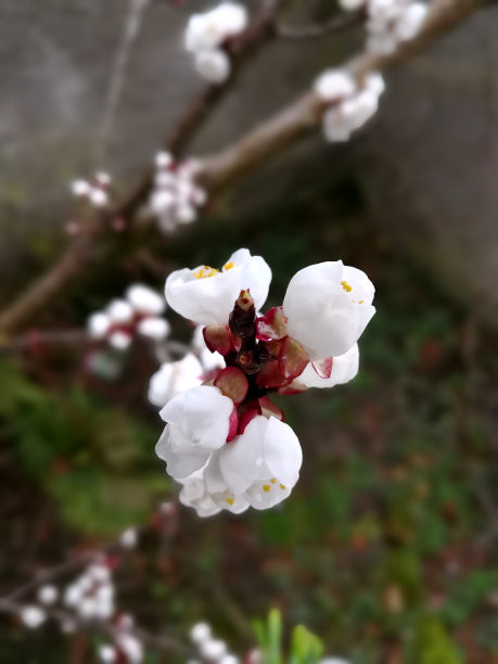 樱花开了