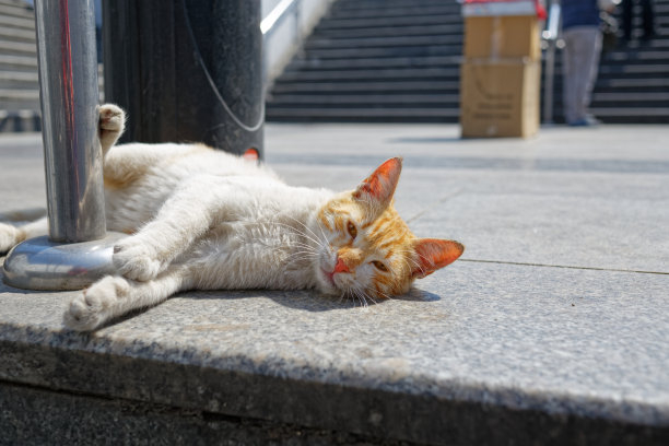 一只白色的流浪猫