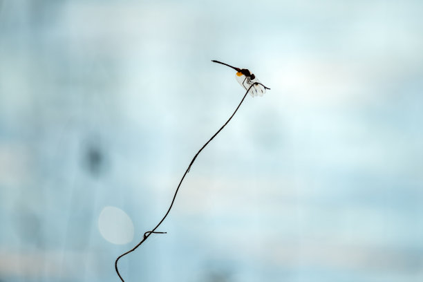 蜻蜓剪影