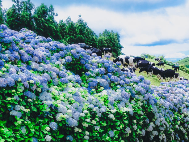 高原植被